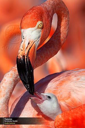 1er-concurso-nacional-de-fotografia-de-naturaleza Premiados por fotografiar la naturaleza mexicana