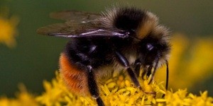 abejas Avaaz Abejas: crónica de una muerte anunciada