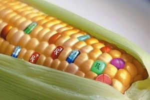 maiz-transgenico Greenpeace anima a prohibir el cultivo de transgénicos en España
