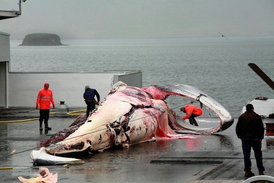 ballena-descuartizada-islandia Islandia reanuda la caza comercial de ballenas