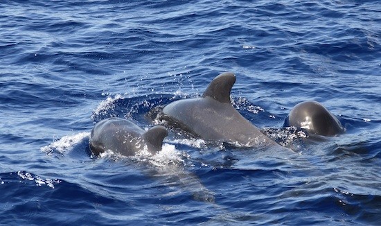 delfines-Gomera-Canarias EQUO quiere parar a Repsol en Canarias