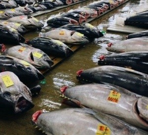 pescado-atun-rojo Europarlamento: fin a subvenciones pesqueras más perniciosas