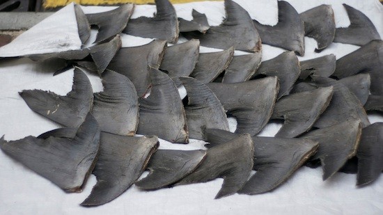 tiburones-aletas-finning Más tiburones vendidos que pescados