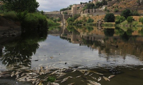 Tajo-peces-muertos_DavidSanzFrias EQUO rechaza los desembalses de ríos aprobados por el PP