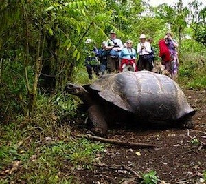 Tortuga-Galapagos Colombia principal mercado turístico de Ecuador