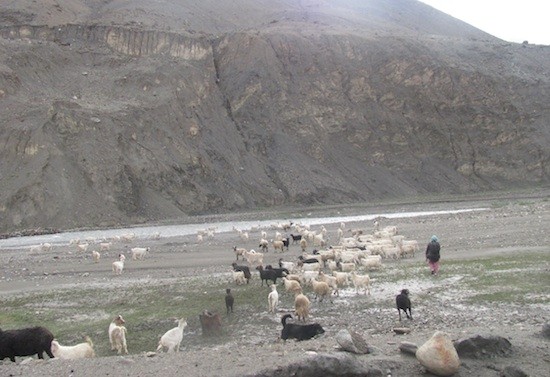 cabras-pashminas-Cachemira_AtharParvaiz-IPS Pashminas se congelan en el techo del mundo