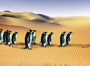 pinguinos-cambio-climatica Avaaz pide publicar la verdad sobre el cambio climático