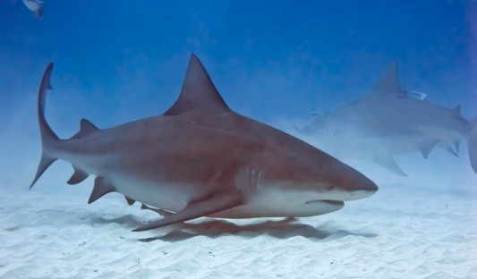 tiburon-toro Tiburones: depredadores o víctimas