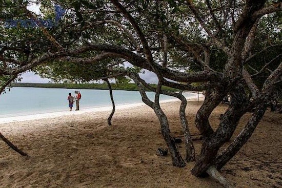 galapagos-flora-mar Galápagos: joya natural que Ecuador conserva para el mundo