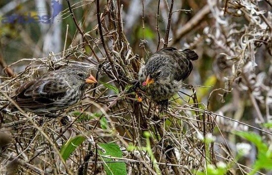 galapagos-plaga-mora Galápagos peligra por las plantas de moras