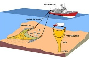 Oceana-pesca-arrastre Campaña de Oceana para regular la pesca de profundidad