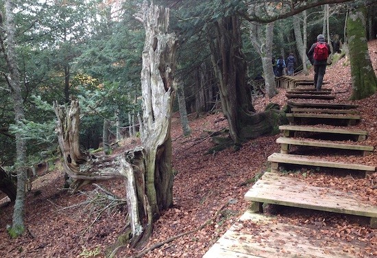 Tosande-escaleras-fila La magia del tejo en la montaña palentina