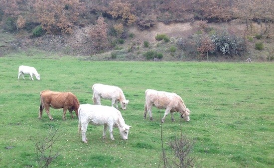 Tosande-vacas La magia del tejo en la montaña palentina