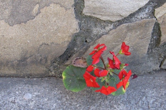 Flor-entre-piedras Resiliencia