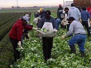 Mexico-Canada-trabajadores-agricolas Mexico culpable de interferencia antisindical en Canadá