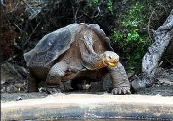 Galapagos-Diego Diego, padre de unas 800 tortugas en Galápagos