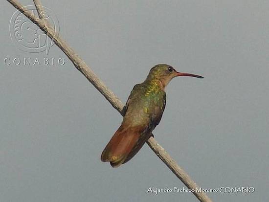 Conabio-colibri-Canela Colibrí, una diminuta belleza