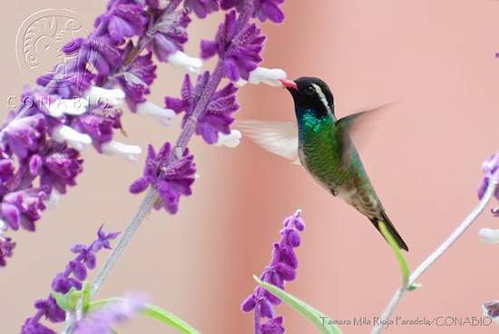 colibri-Zafiro-Oreja-Blanca Colibrí, una diminuta belleza