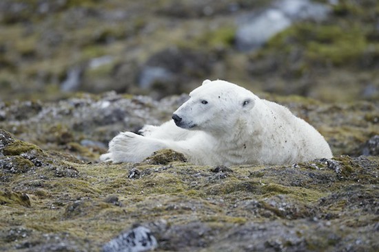 greenpeace-artico-oso-polar-Kongsfjorden Greenpeace lleva a Bardem, Ammann y Longoria al Ártico