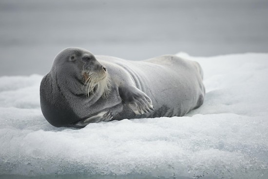 greenpeace-artico-sello-barbudo Greenpeace lleva a Bardem, Ammann y Longoria al Ártico