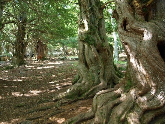 pobla-tejeda-tosande-raices La Tejeda de Tosande despierta la admiración del silencio