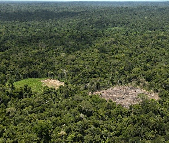 deforestacion-amazonia-peru Madereros asesinan a cuatro líderes asháninkas en Perú