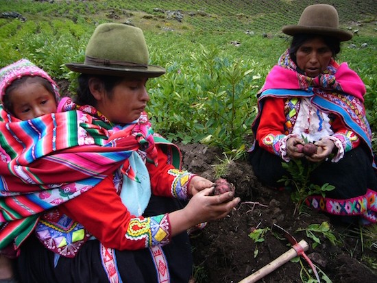 Campesinas-Regina-y-Natividad-Regina-Cusco-patata-MilagrosSalazar-IPS El clima provoca una nueva geografía de los alimentos