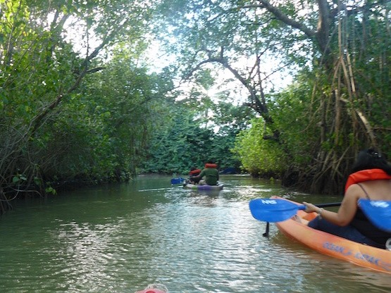 Dominicana-manglares Los Haitises, un paraiso ecológico en República Dominicana