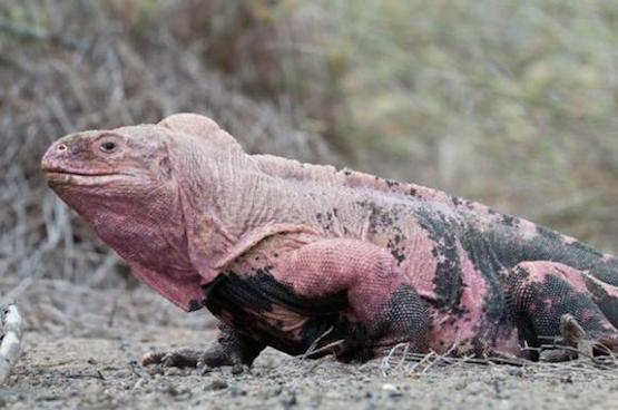 Ecuador-Isabela-iguana-rosada-wateronline Las iguanas rosadas se salvaron en la erupción del Wolf