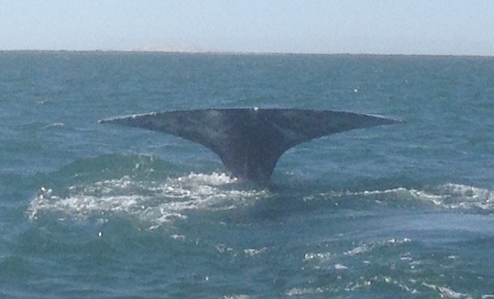 Kontxaki-ballena-gris-cola Bancos obligan a proteger la ballena gris