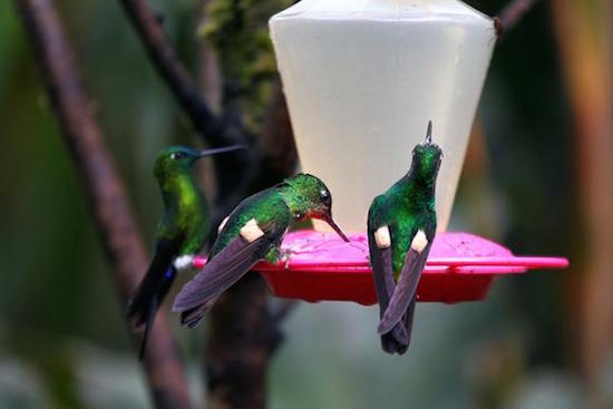 Pajareada-colibries-Quito-Ecuador Pajareada en Quito: más de 30 especies distintas de aves en tres horas