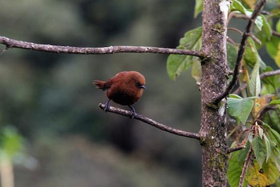 Pajareada-sotorrey-rufo-Ecuador Pajareada en Quito: más de 30 especies distintas de aves en tres horas