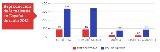 REPRODUCCIONES-2015-1 #Malvasía, el pato que sigue siendo andaluz