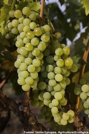 Uvas-ecologicas El cambio climático perjudica la calidad del vino mediterráneo