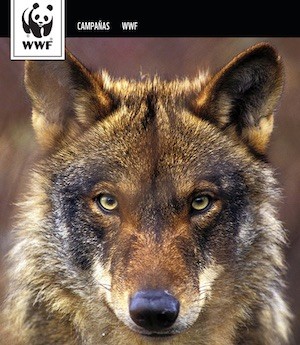 WWF-lobos Podemos pide proteger el lobo ibérico