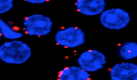 activacion-linfocitos-b Identificada una proteína clave en el sistema inmunológico