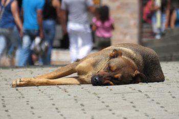 anaa-perro-abandonado-350x233 El lado más solidario del póker