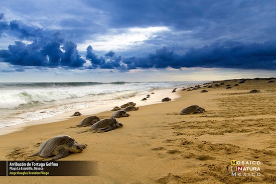 arribazon-de-tortuga-golfina Premiados por fotografiar la naturaleza mexicana