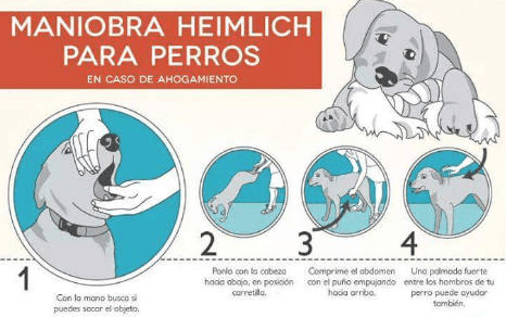 atragantamiento-perros La maniobra de Heimlich, cuando hablamos de salvar vidas