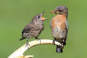 aves-raras-Foto-animalesraros-org Suecia elimina denominaciones racistas de algunas aves