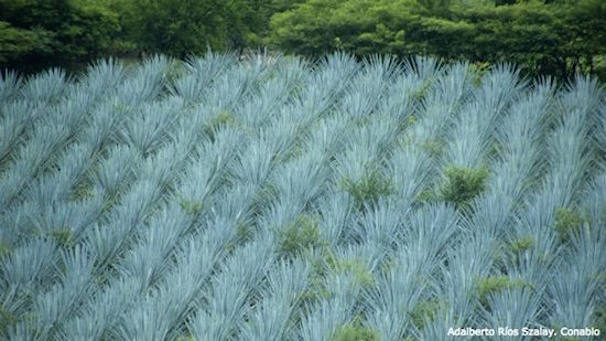 conabio-agave_rios La biodiversidad de México en una exposición