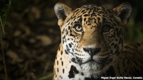 conabio-jaguar-sicilia La biodiversidad de México en una exposición