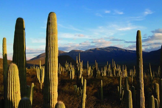 conabio-matorrales La biodiversidad de México en una exposición