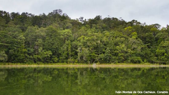 conabio-selva_montes La biodiversidad de México en una exposición