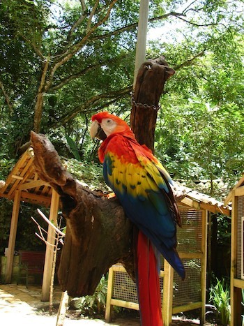 copan-parque-macaw-abianco Copán, una ciudad maya donde el pasado es futuro