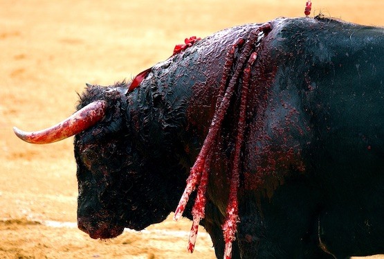 corridas-toros-maltrato Europa pone fin a las subvenciones a la tauromaquia