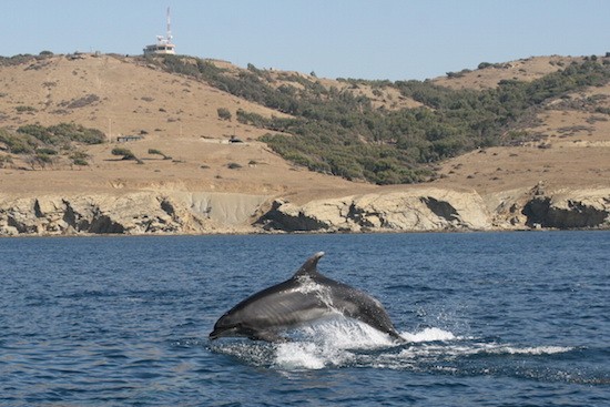 delfin-mular-estrecho-CIRCE Identificadas dos poblaciones diferenciadas de delfín mular al sur de la Península Ibérica