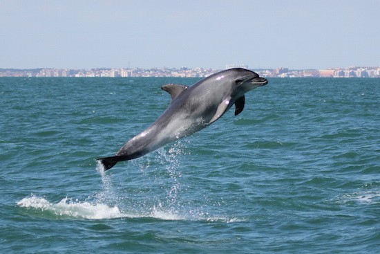 delfin-mular-matalascañas-CIRCE Identificadas dos poblaciones diferenciadas de delfín mular al sur de la Península Ibérica