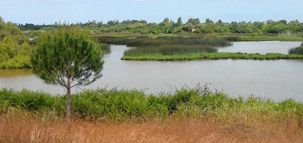 donana-la-rocina-laguna Doñana se amplía para proteger toda la cuenca de la Rocina