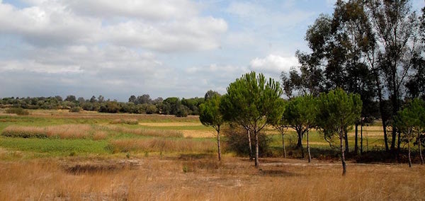 donana-la-rocina-praderas Doñana se amplía para proteger toda la cuenca de la Rocina